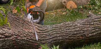 Best Commercial Tree Services  in Shawano, WI